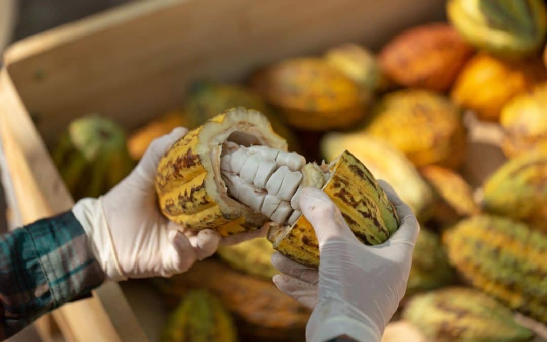 El cacao de Piura