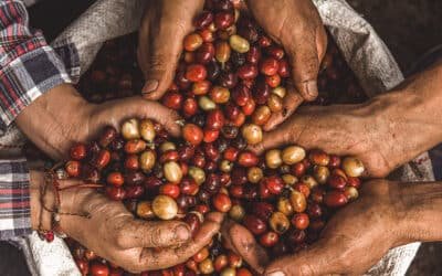 Explora la Variedad de Café Peruano: Un Recorrido por los Mejores Granos
